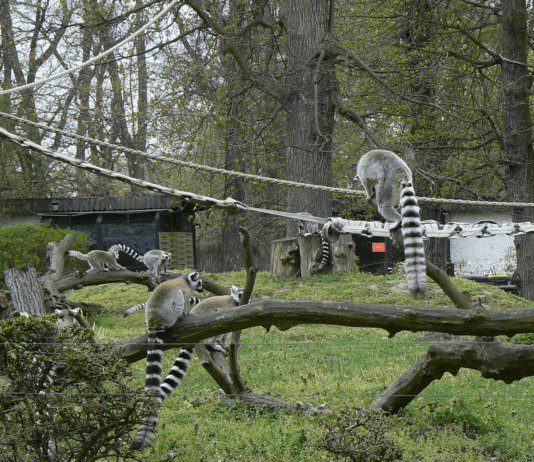 Вроцлавский Zoo — история самого старого в Польше зоопарка