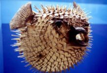 Зоологічний музей Вроцлава. Історичні сторінки та пізнавальні виставки