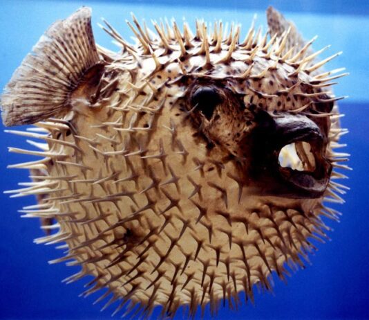 Зоологічний музей Вроцлава. Історичні сторінки та пізнавальні виставки