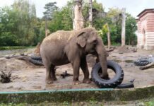 История Вроцлавского зоопарка: как зоологический сад стал украшением города