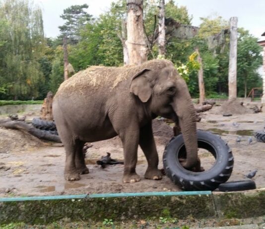 Historia wrocławskiego zoo: jak ogród zoologiczny stał się ozdobą miasta