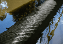 Zanieczyszczenie Odry: czy robi się coś, aby temu zapobiec?