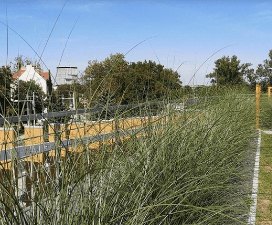 Зелені стіни та дахи у Вроцлаві